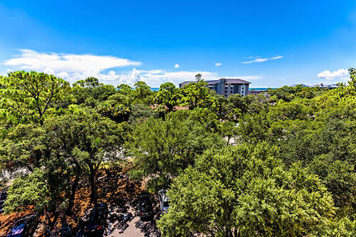 forest of trees with hotel in distance